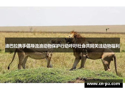 迪巴拉携手倡导流浪动物保护行动呼吁社会共同关注动物福利